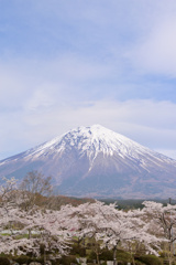 公園墓地にて