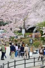 人だかり（公園にて）