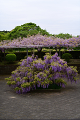 藤の花