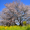 山桜と菜の花