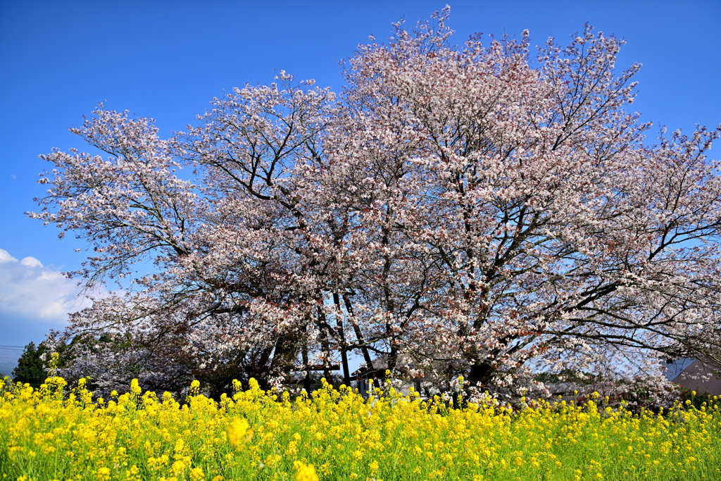 山桜と菜の花