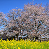 山桜と菜の花