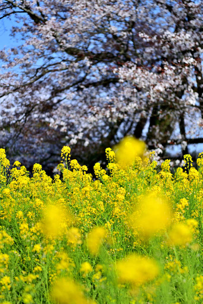 山桜と菜の花