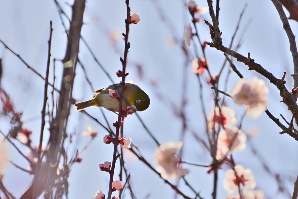 初の野鳥撮影１
