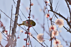 初の野鳥撮影１