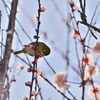 初の野鳥撮影１