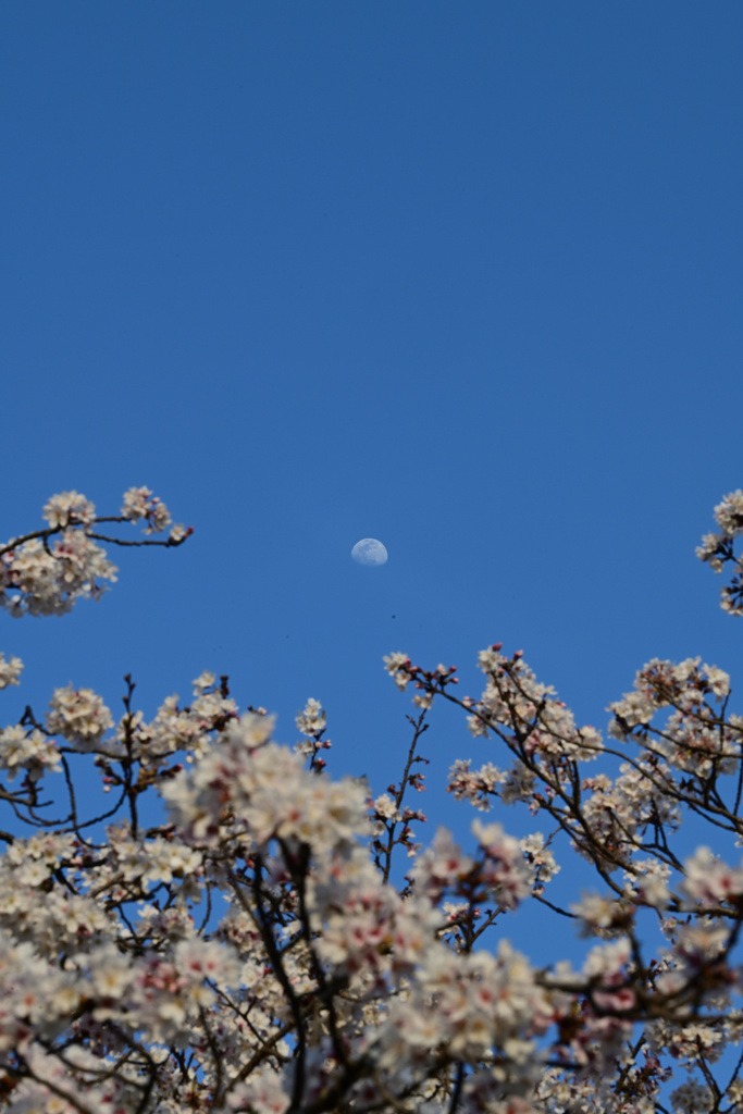 桜と月