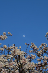 桜と月