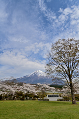 公園墓地にて