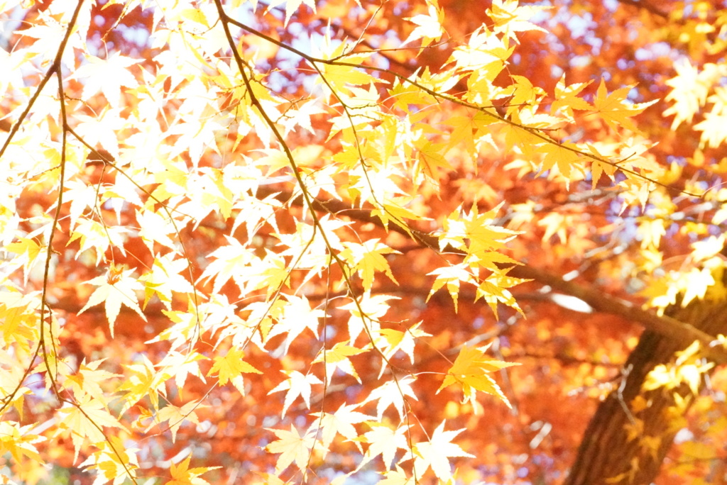 紅葉
