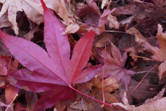 紅葉