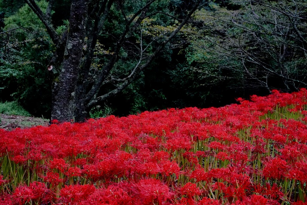 彼岸花