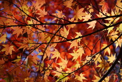 紅葉