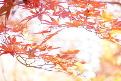 紅葉