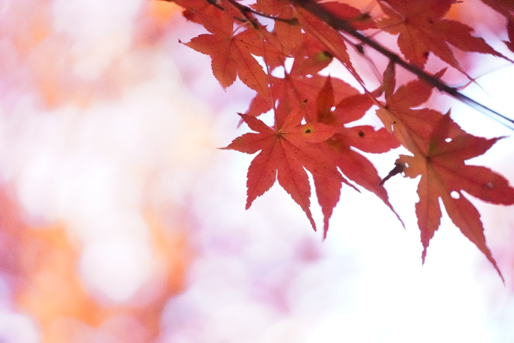 紅葉
