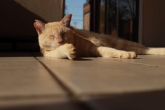 猫の日向ぼっこ