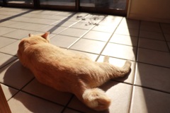 猫の日向ぼっこ