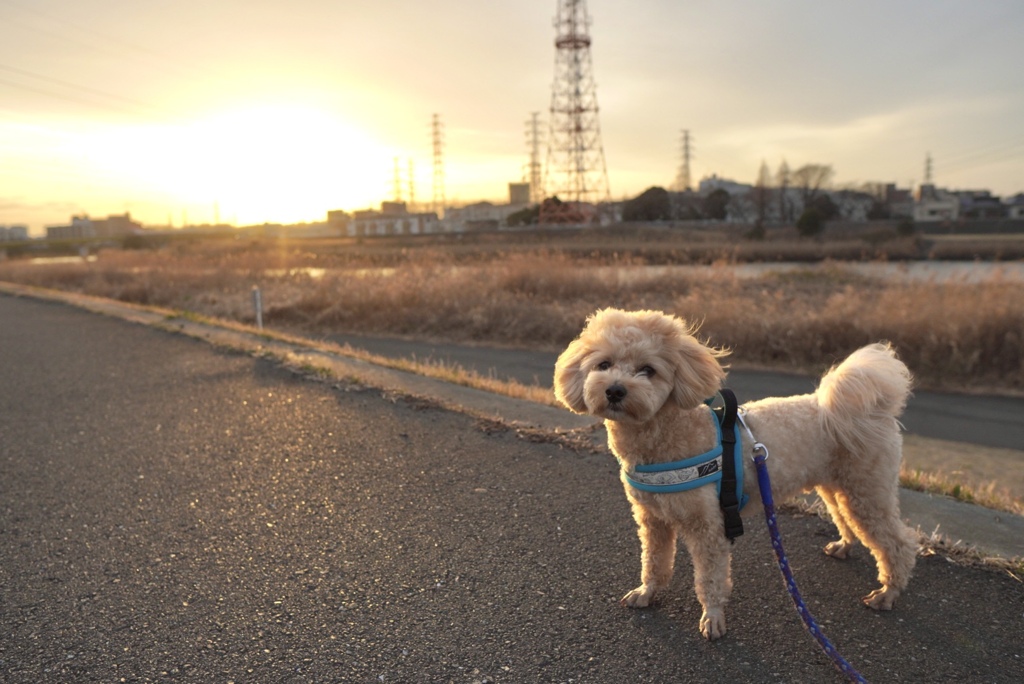 夕陽とシャル