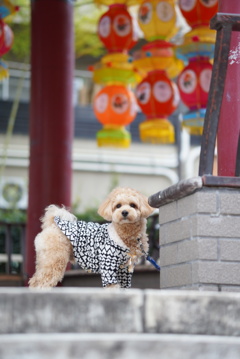 中華街と犬