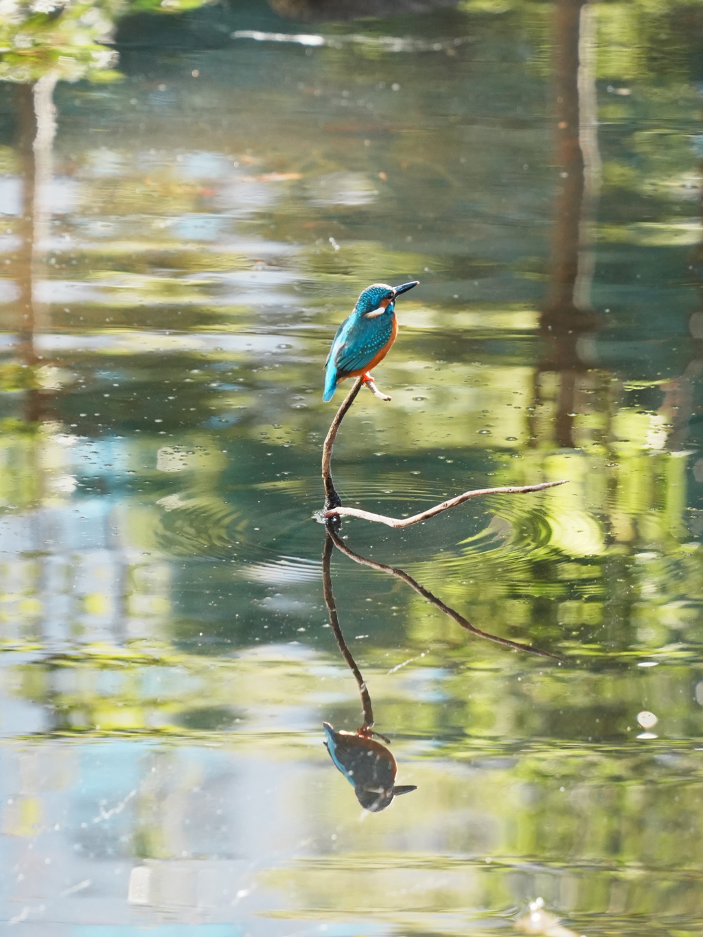 キャンパス内のカワセミ