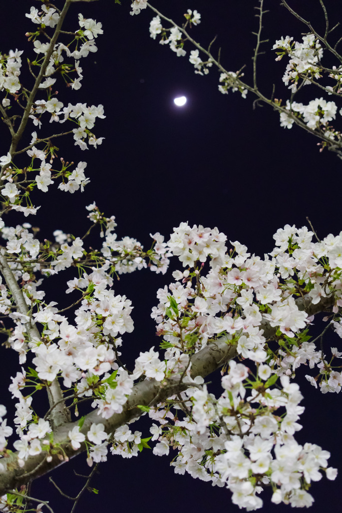 夜桜と月と