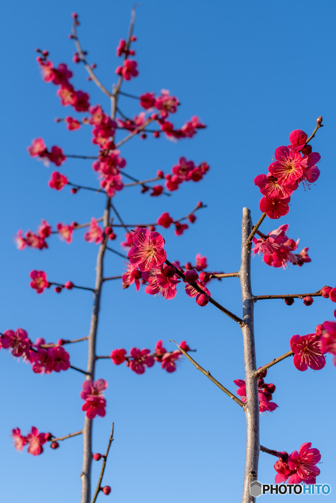赤い梅の花