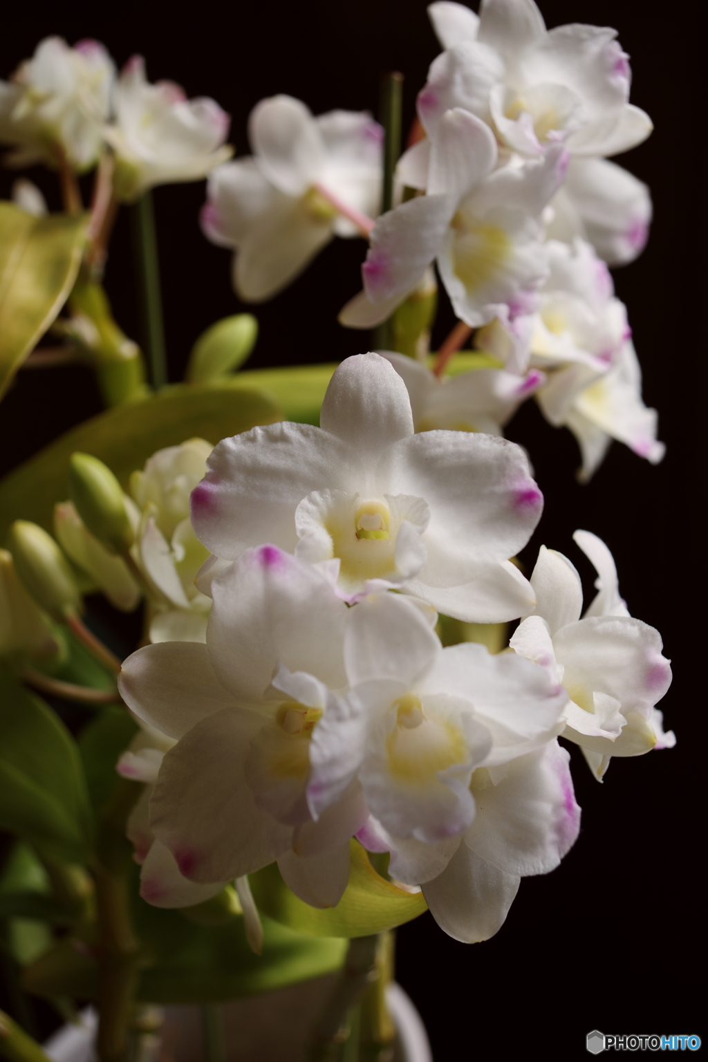 デンドロビウム