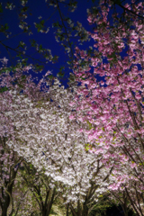桜の回廊