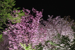 桜の回廊