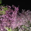 桜の回廊