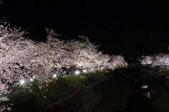 山崎川の夜桜
