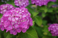 R0000487