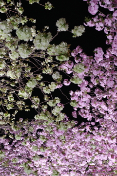 桜の回廊