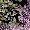 桜の回廊