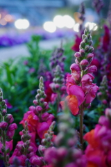 夕暮れの花
