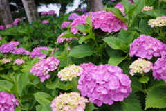 R0000514