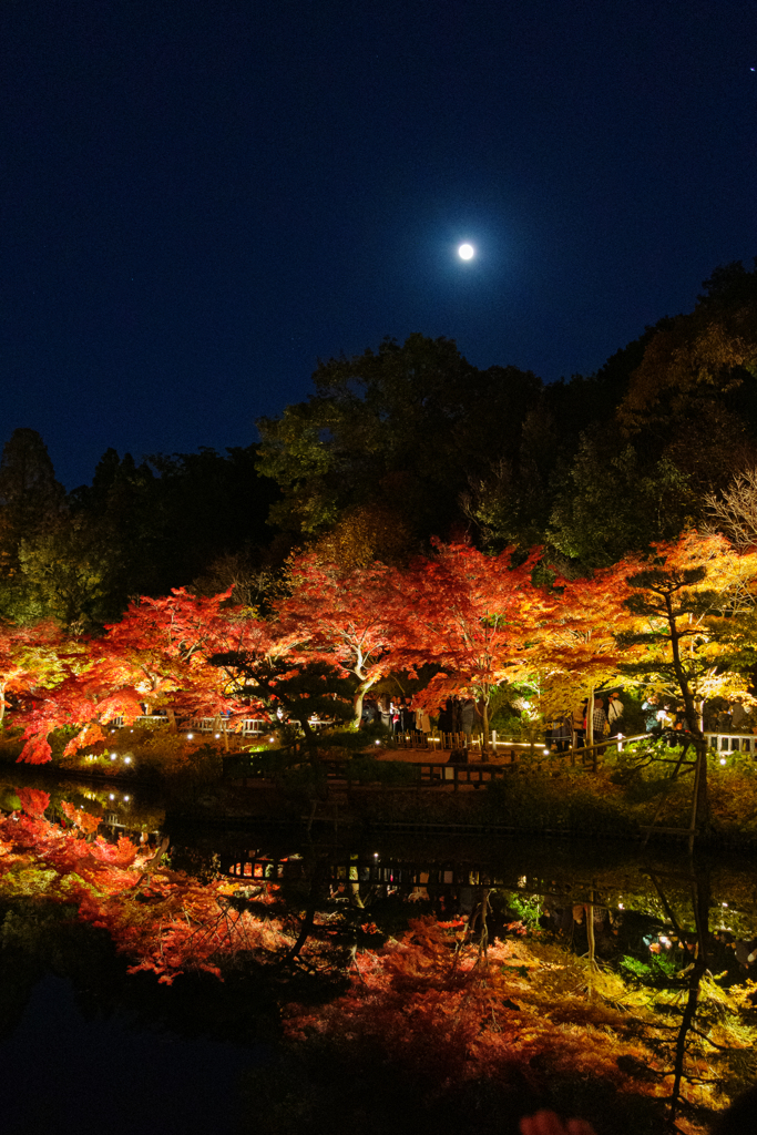 夜の紅葉