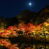 夜の紅葉