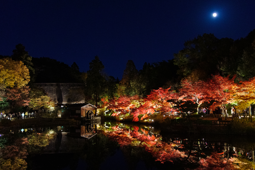 夜の紅葉