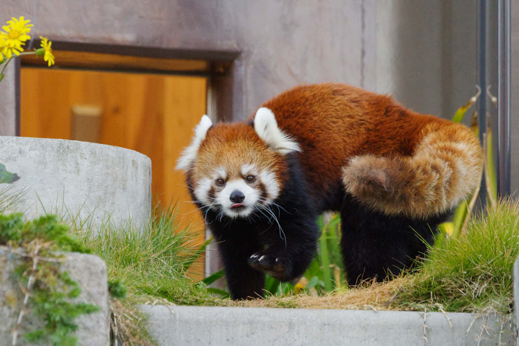 レッサーパンダ