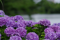 雨間のあじさい