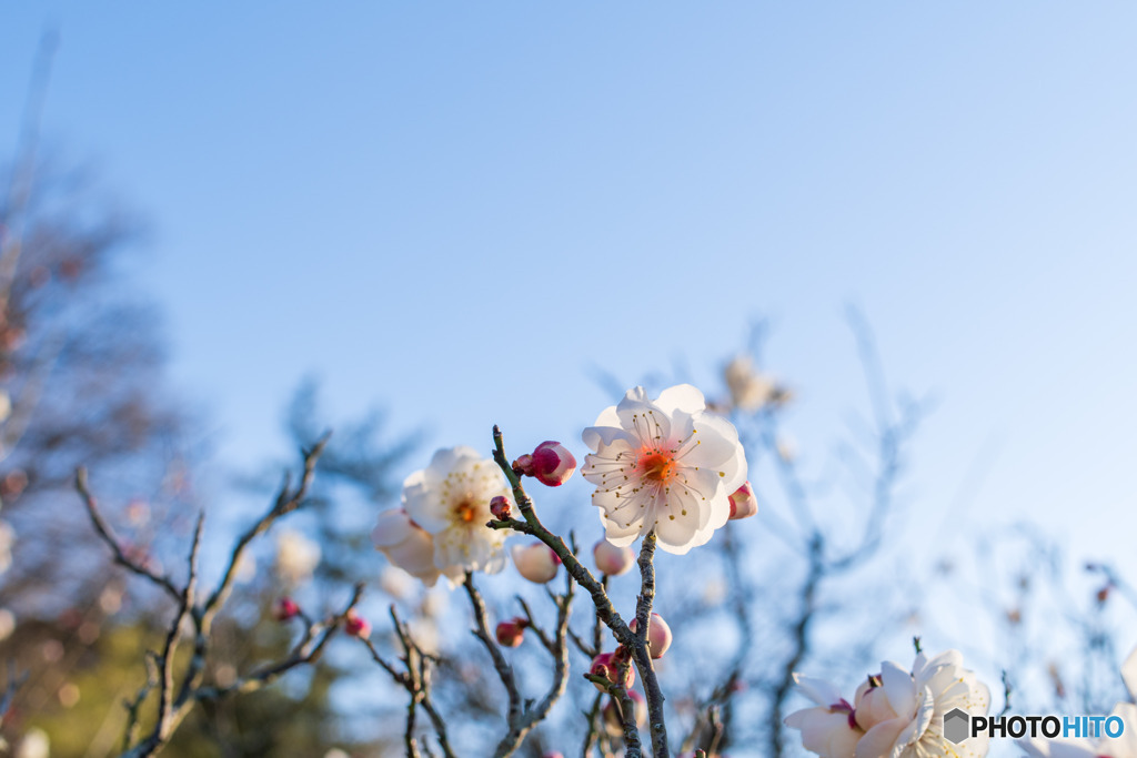 梅の花