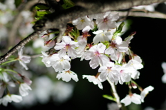 夜桜