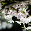 夜桜