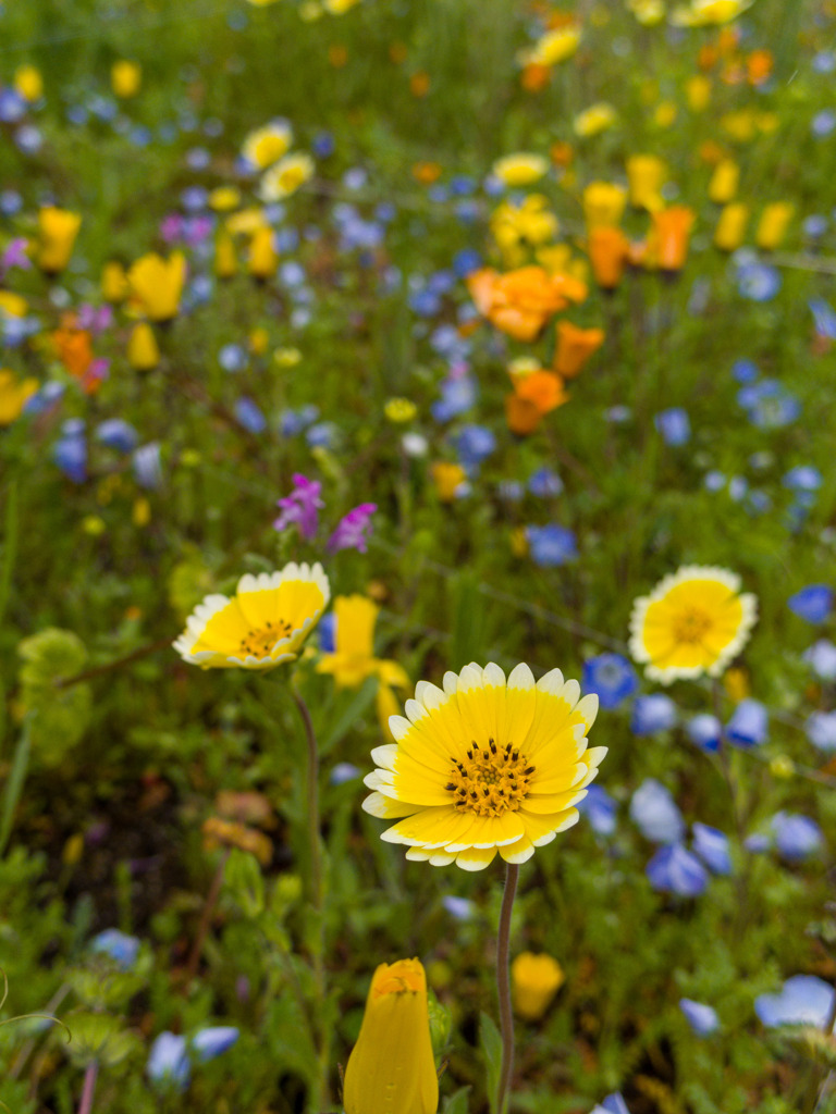 雨空の花壇