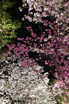 桜の回廊