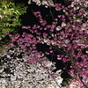 桜の回廊