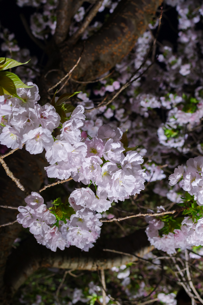 夜桜