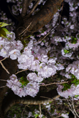 夜桜