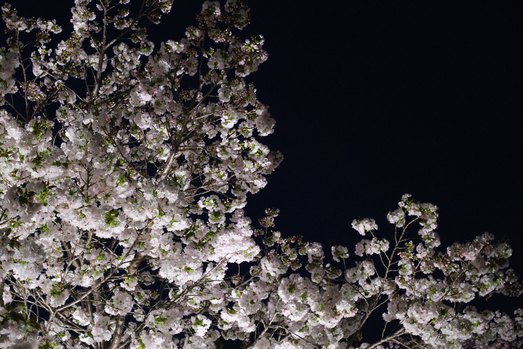 夜桜
